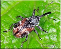 Attēlu rezultāti vaicājumam “Anthonomus phyllocola”