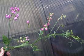 Attēlu rezultāti vaicājumam “Lathyrus latifolius bud”
