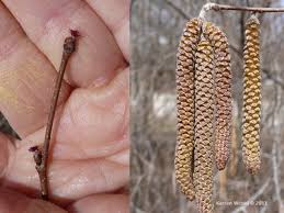 Attēlu rezultāti vaicājumam “Corylus avellana bud”