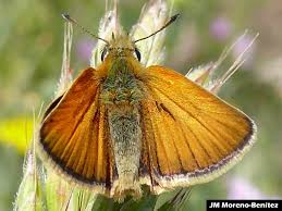 Attēlu rezultāti vaicājumam “Thymelicus lineola female”