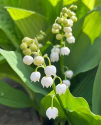 Attēlu rezultāti vaicājumam “Convallaria majalis bud”