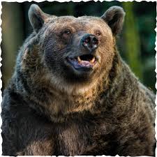 Attēlu rezultāti vaicājumam “Ursus arctos”