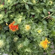 Image result for Carthamus tinctorius