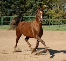Image result for chestnut friesian