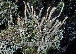 Attēlu rezultāti vaicājumam “Cladonia ochrochlora”