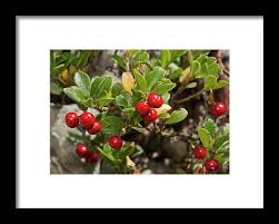 Attēlu rezultāti vaicājumam “Arctostaphylos uva-ursi fruit”