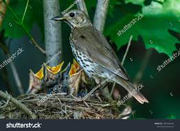 Attēlu rezultāti vaicājumam “Turdus philomelos nest”