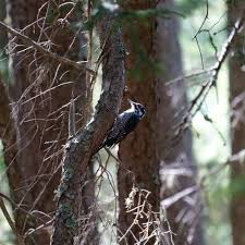 Attēlu rezultāti vaicājumam “Picoides tridactylus adult”