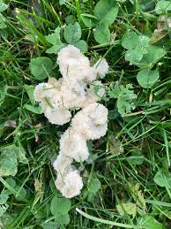 Attēlu rezultāti vaicājumam “Didymium spongiosum”