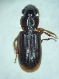 Attēlu rezultāti vaicājumam “Acupalpus flavicollis”