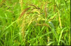 Attēlu rezultāti vaicājumam “Echinochloa crus-galli leaf”