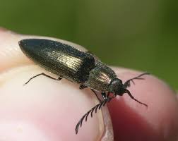 Attēlu rezultāti vaicājumam “Ctenicera pectinicornis”