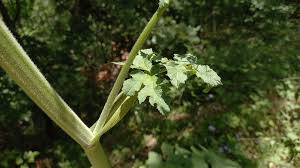 Attēlu rezultāti vaicājumam “Heracleum sphondylium subsp. sibiricum”