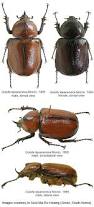 Attēlu rezultāti vaicājumam “Scarabaeidae”