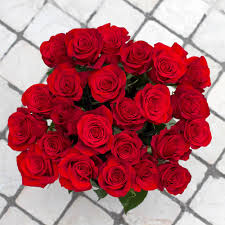 Image result for Red Rose Cc