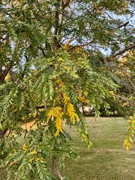 Image result for Leaves Green Bowmen