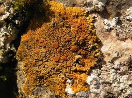 Attēlu rezultāti vaicājumam “Caloplaca scopularis”