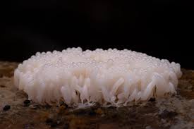 Attēlu rezultāti vaicājumam “Didymium spongiosum macro”