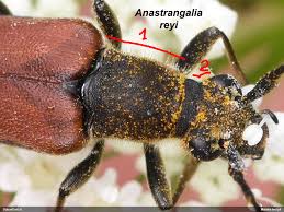 Attēlu rezultāti vaicājumam “Anastrangalia sanguinolenta”