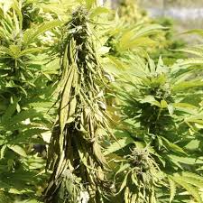 Attēlu rezultāti vaicājumam “Physarum sulphureum stalked”