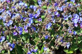 Image result for Pulmonaria officinalis