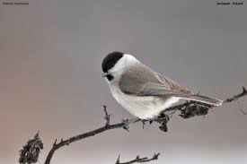 Attēlu rezultāti vaicājumam “Poecile montanus”