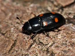 Attēlu rezultāti vaicājumam “Glischrochilus hortensis”