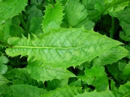 Attēlu rezultāti vaicājumam “Crepis paludosa”