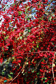 Attēlu rezultāti vaicājumam “Cotoneaster multiflorus leaf”
