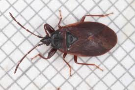 Attēlu rezultāti vaicājumam “Gastrodes grossipes”