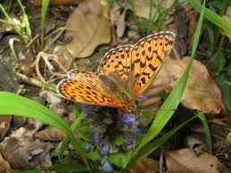 Attēlu rezultāti vaicājumam “Clossiana euphrosyne”