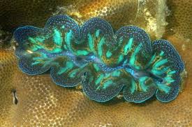 Image result for tridacna