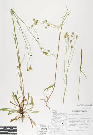 Attēlu rezultāti vaicājumam “Crepis tectorum”