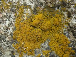 Attēlu rezultāti vaicājumam “Candelariella sp.”