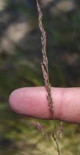 Attēlu rezultāti vaicājumam “Agrostis canina”