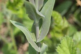 Attēlu rezultāti vaicājumam “Arabis glabra”