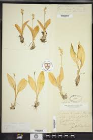 Attēlu rezultāti vaicājumam “Liparis loeselii leaf”