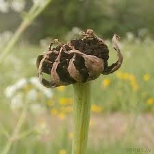 Attēlu rezultāti vaicājumam “Microbotryum tragopogonis - pratensis”