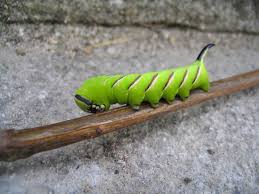 Attēlu rezultāti vaicājumam “Sphinx ligustri larva”