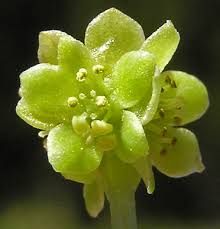 Attēlu rezultāti vaicājumam “Adoxa moschatellina flower”