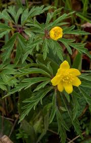 Attēlu rezultāti vaicājumam “Anemone ranunculoides”