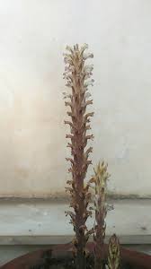 Attēlu rezultāti vaicājumam “Orobanche reticulata flower”