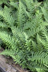 Attēlu rezultāti vaicājumam “Polypodium vulgare”