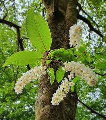 Attēlu rezultāti vaicājumam “Prunus (bird-cherry tree)”