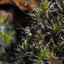 Attēlu rezultāti vaicājumam “Dicranales”