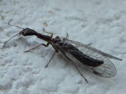 Attēlu rezultāti vaicājumam “Raphidioptera”