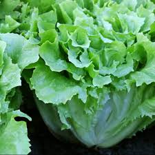 Attēlu rezultāti vaicājumam “Scardia boletella exuvia”