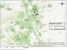 Attēlu rezultāti vaicājumam “Biatoropsis usnearum”