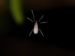 Attēlu rezultāti vaicājumam “Cecidomyiidae”