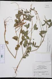 Attēlu rezultāti vaicājumam “Enteridium liceoides macro”